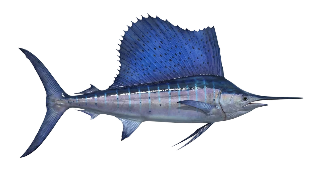 Atlantic Sailfish