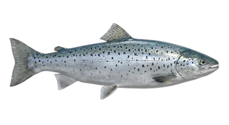 Atlantic Salmon
