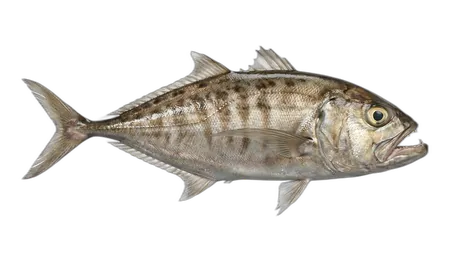 Atlantic Scombrops