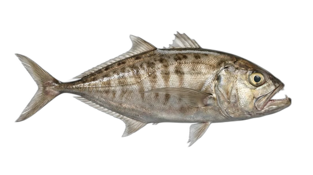 Atlantic Scombrops