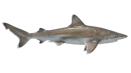 Atlantic Sharpnose Shark