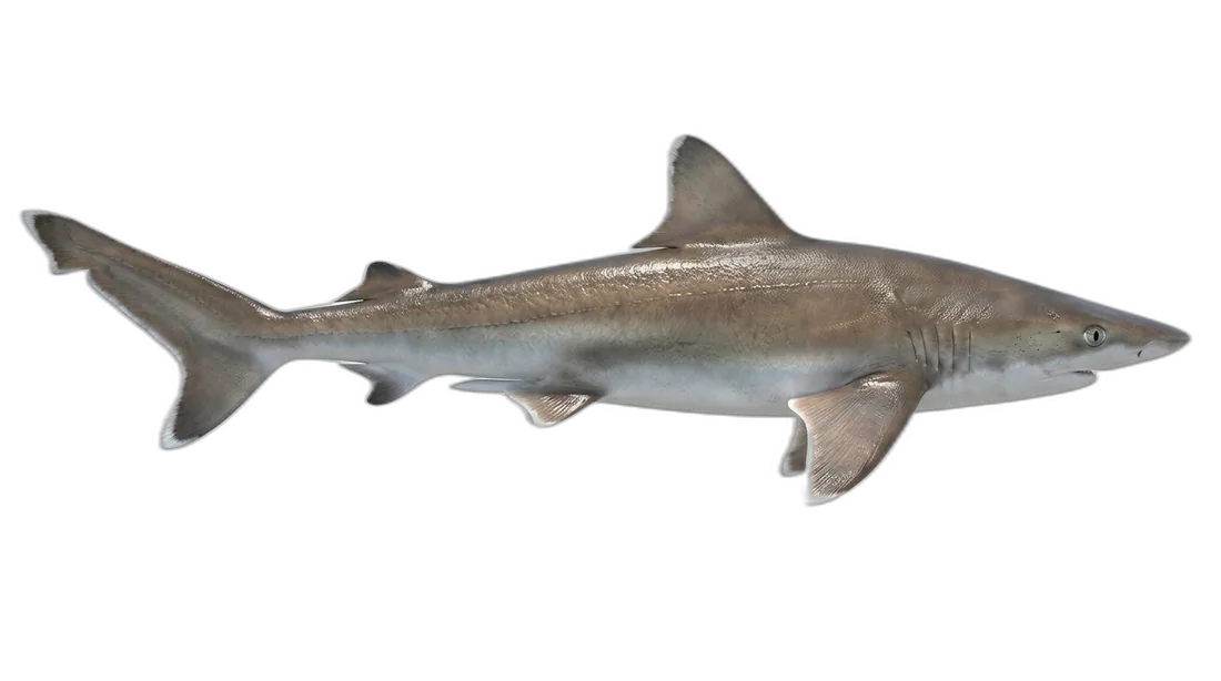 Atlantic Sharpnose Shark