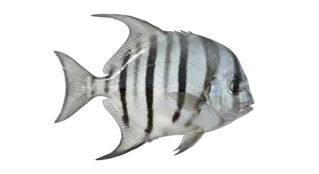 Atlantic Spadefish