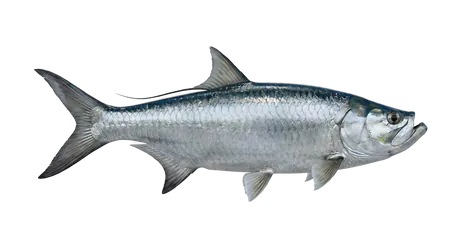 Atlantic Tarpon