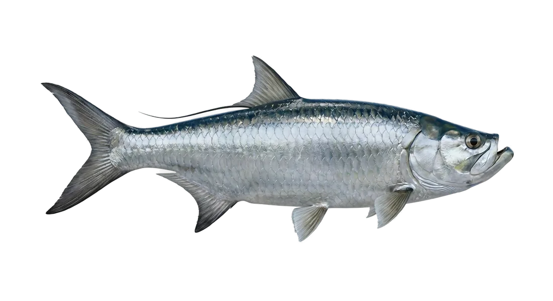 Atlantic Tarpon