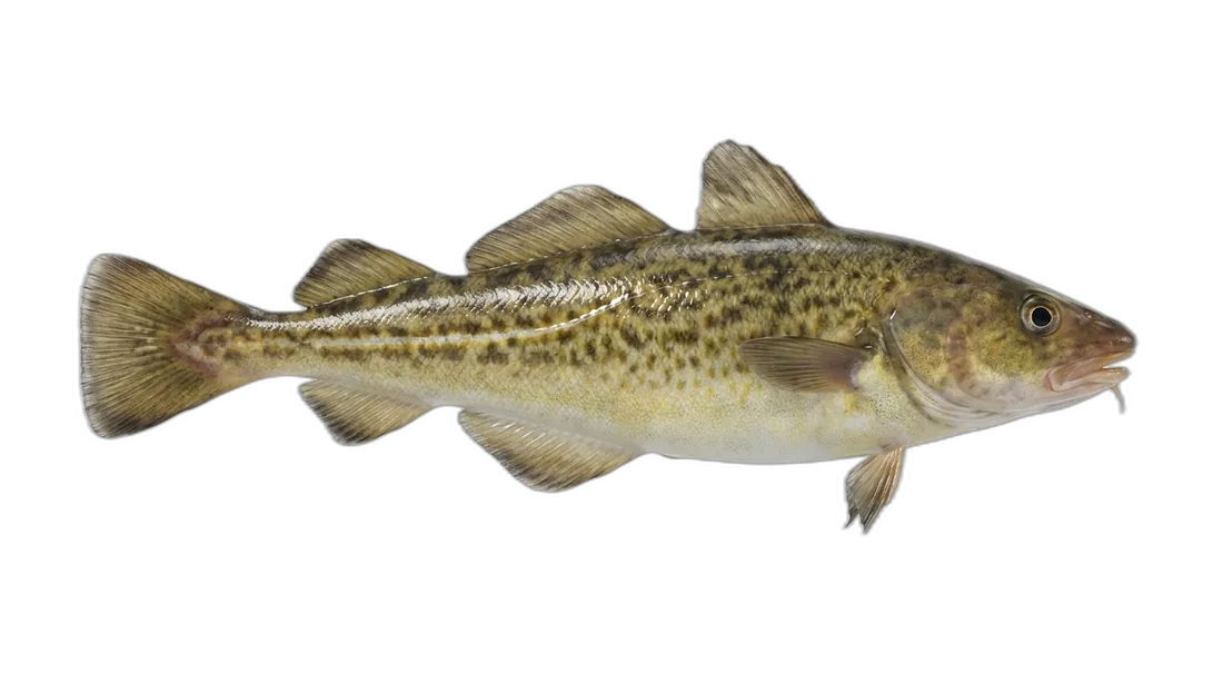 Atlantic Tomcod