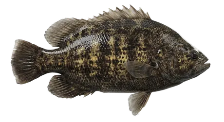 Atlantic Tripletail