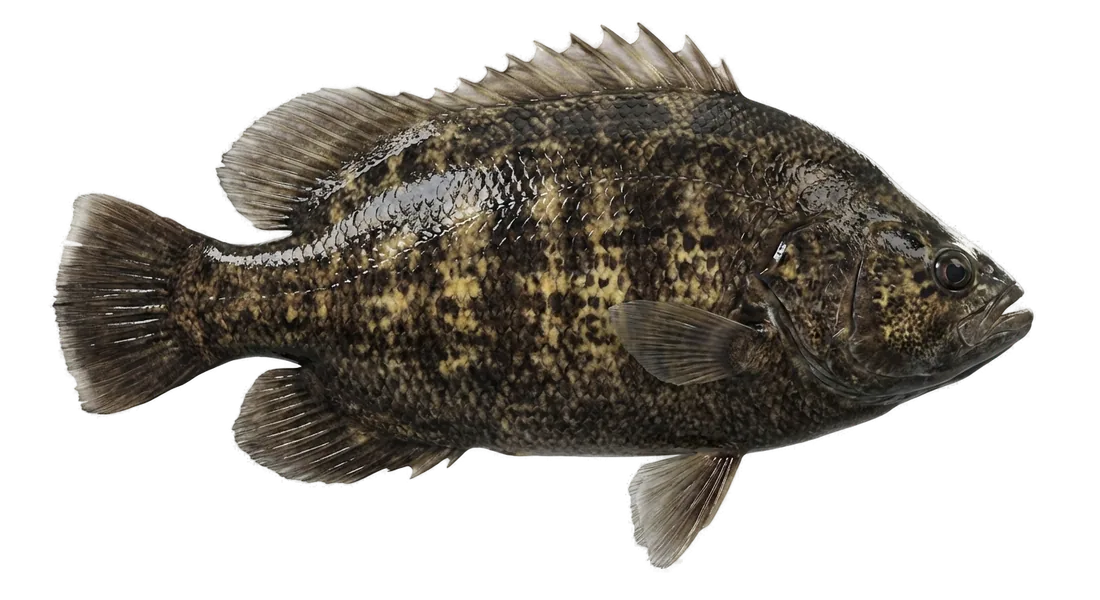 Atlantic Tripletail