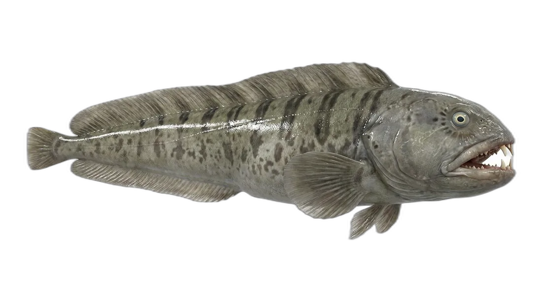 Atlantic Wolffish