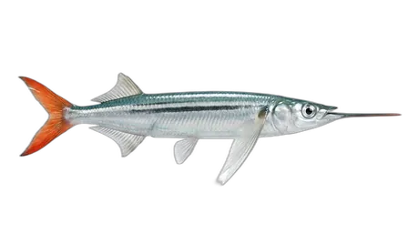 Ballyhoo Halfbeak