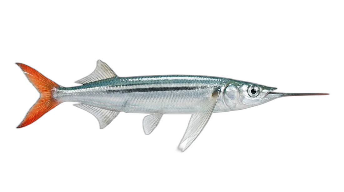 Ballyhoo Halfbeak