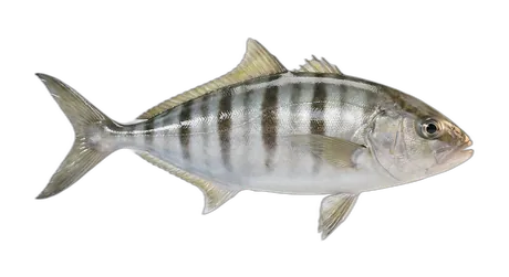 Banded Rudderfish