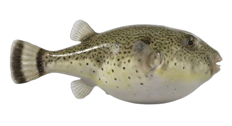 Bandtail Puffer
