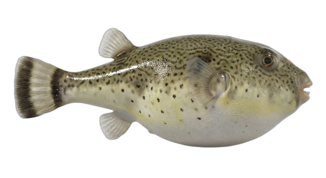 Bandtail Puffer