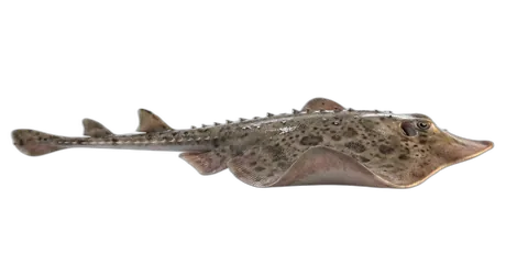Barndoor Skate