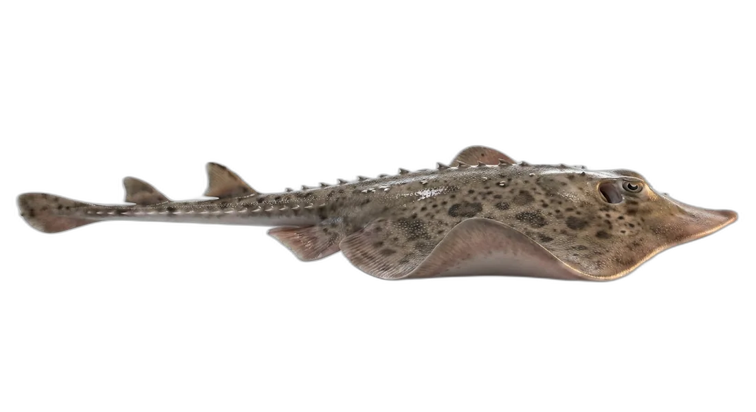 Barndoor Skate