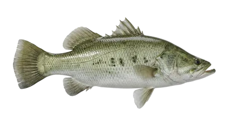 Barramundi