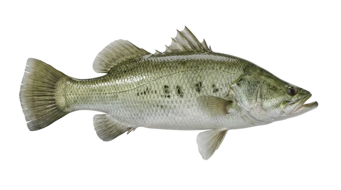 Barramundi