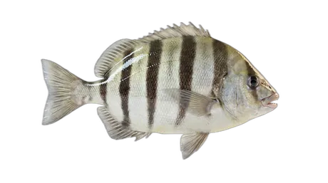 Barred Knifejaw