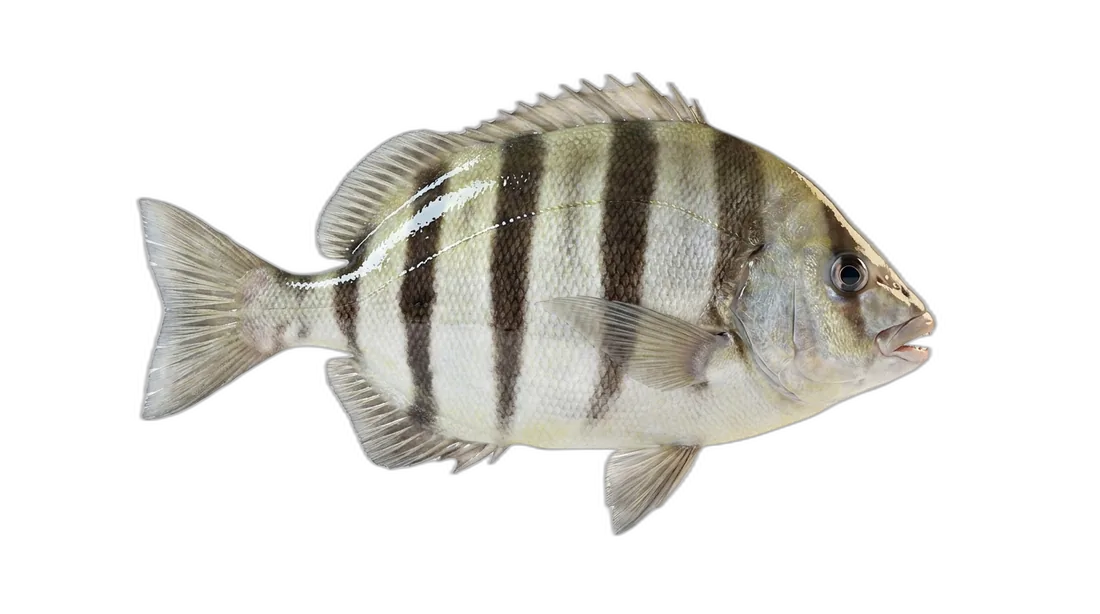Barred Knifejaw
