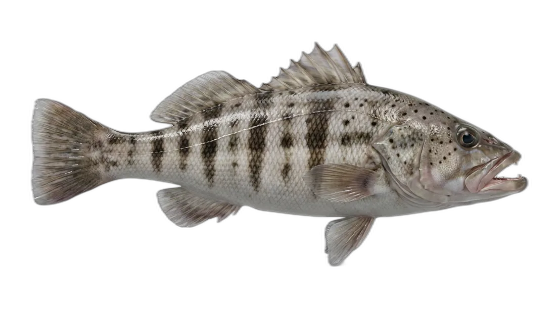 Barred Sand Bass