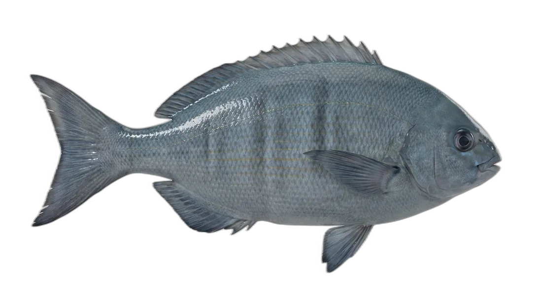 Bermuda Chub