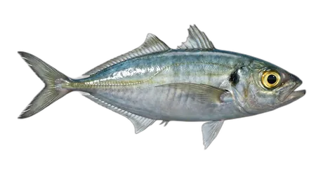 Bigeye Scad