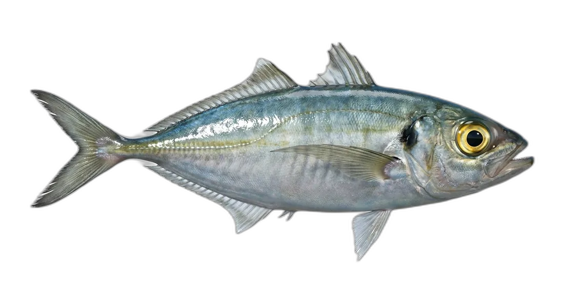 Bigeye Scad