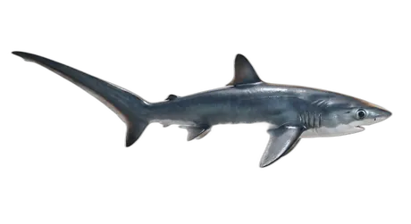 Bigeye Thresher