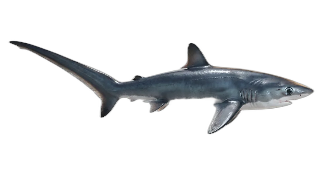 Bigeye Thresher