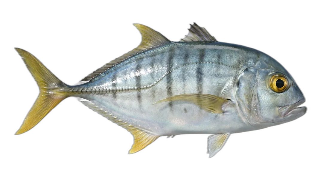 Bigeye Trevally