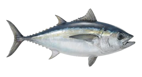 Bigeye Tuna