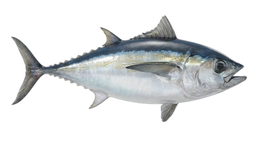 Bigeye Tuna