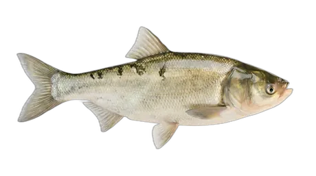 Bighead Carp