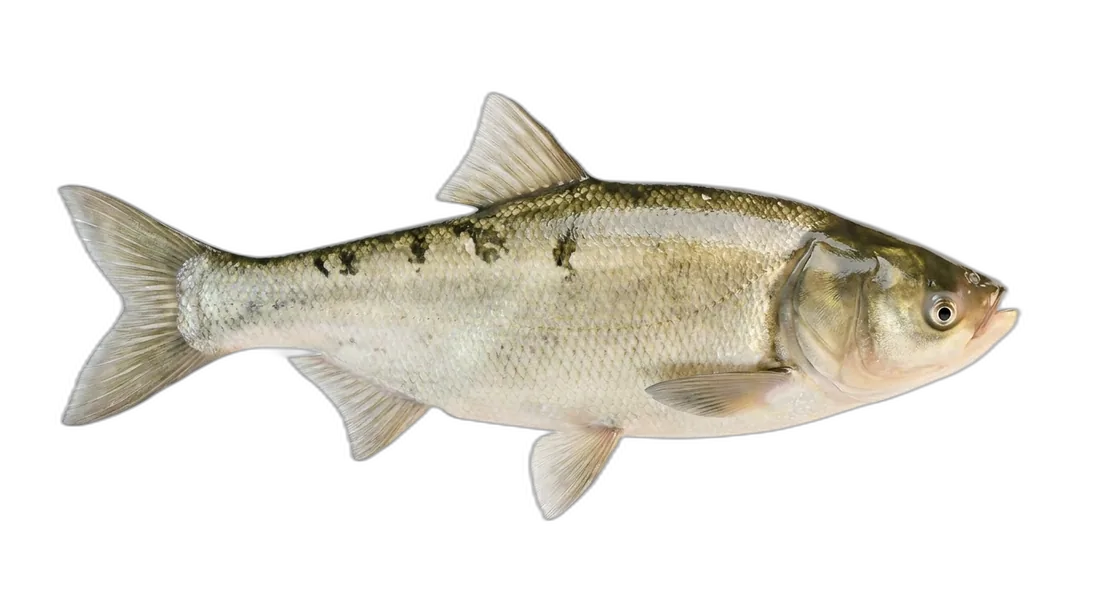 Bighead Carp