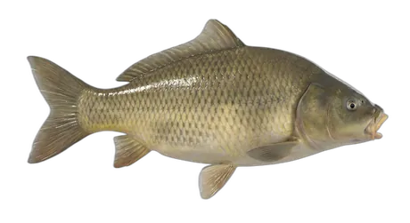 Bigmouth Buffalo