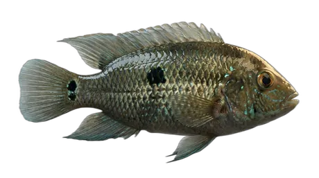 Black Acara