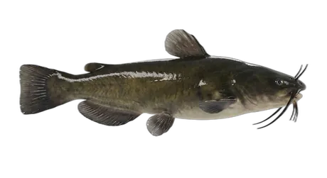 Black Bullhead