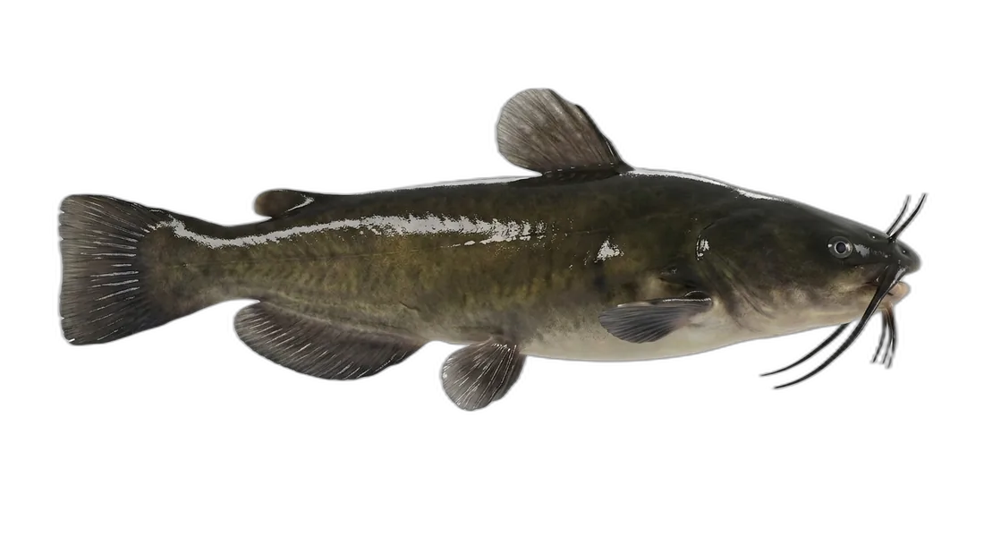 Black Bullhead