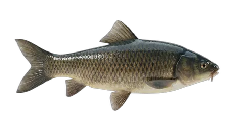 Black Carp