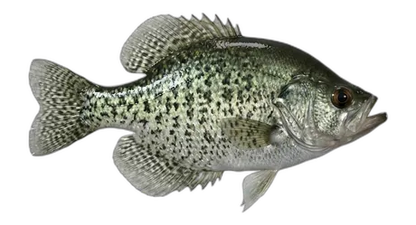 Black Crappie