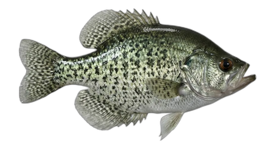 Black Crappie
