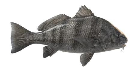 Black Drum