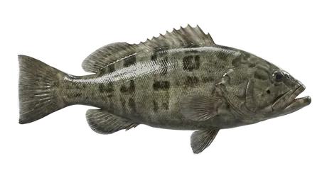 Black Grouper