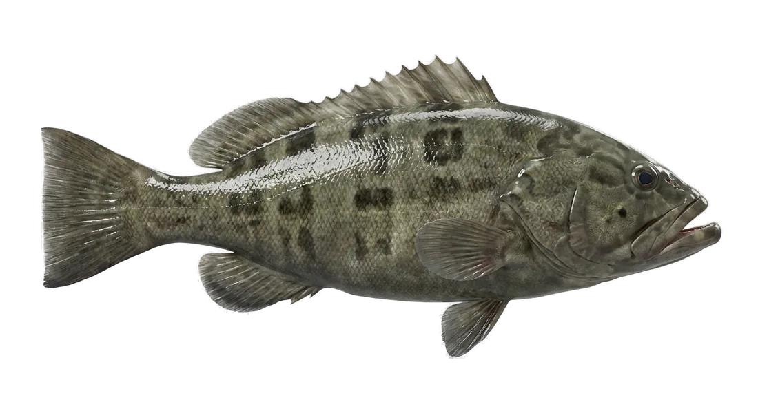 Black Grouper