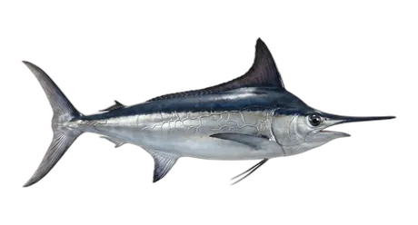 Black Marlin