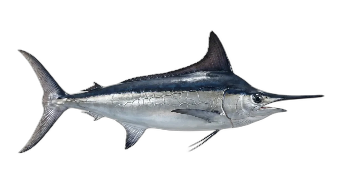 Black Marlin
