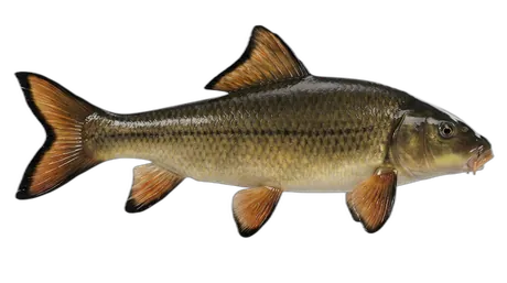 Black Redhorse