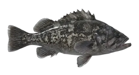 Black Rockfish