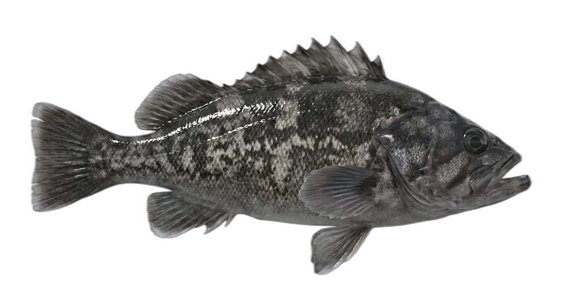Black Rockfish